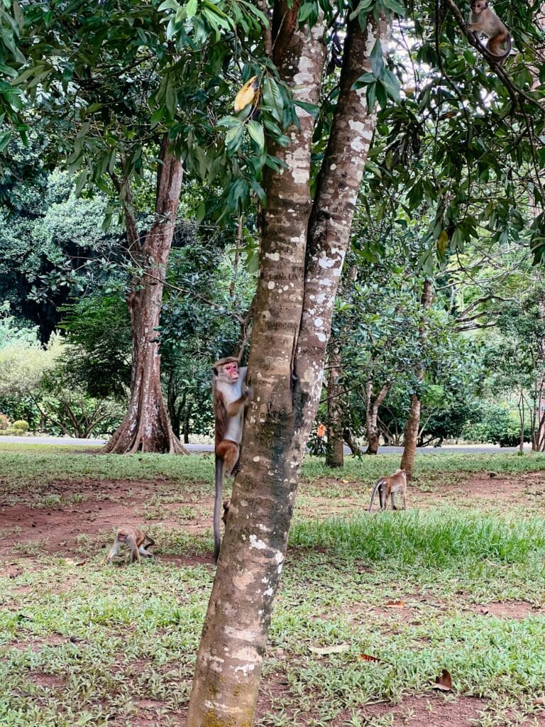 Botanischer Garten Kandy, Kandy Sehenswürdigkeiten, Sri Lanka