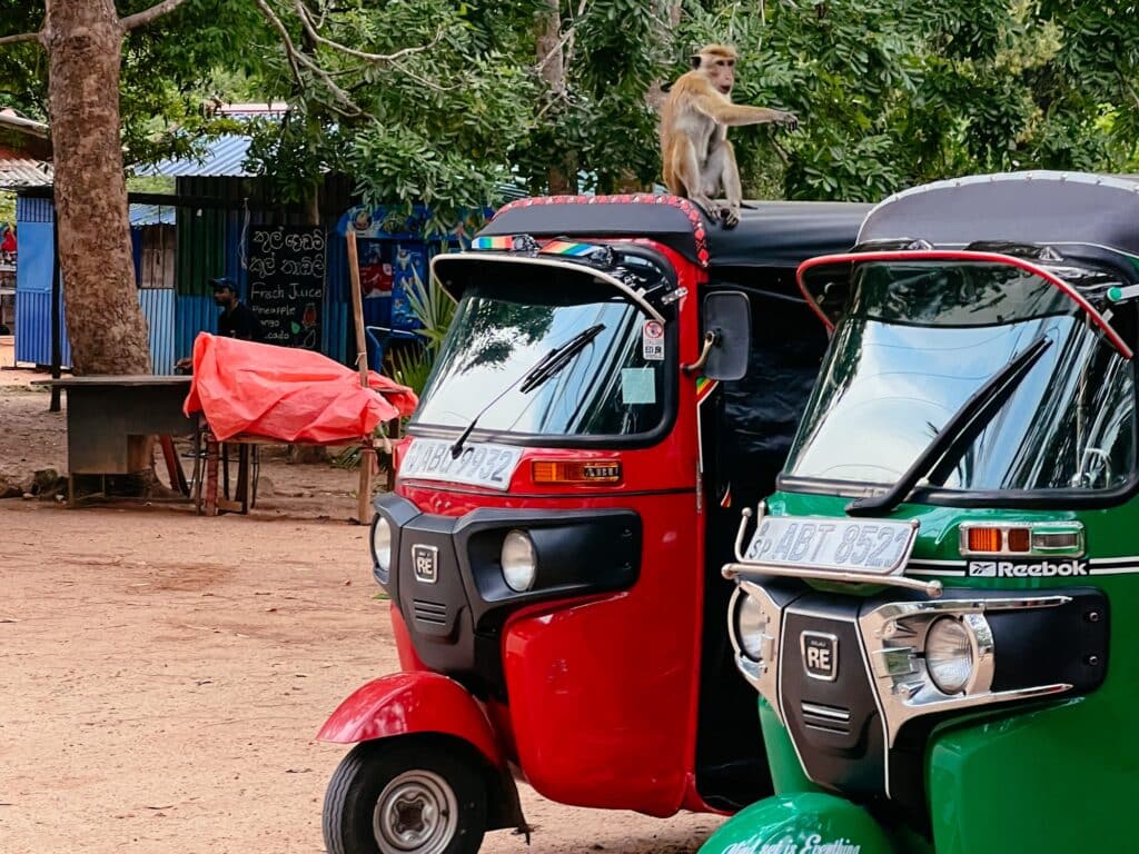Affe auf unserem Tuk Tuk in Sigiriya, Sri Lanka
