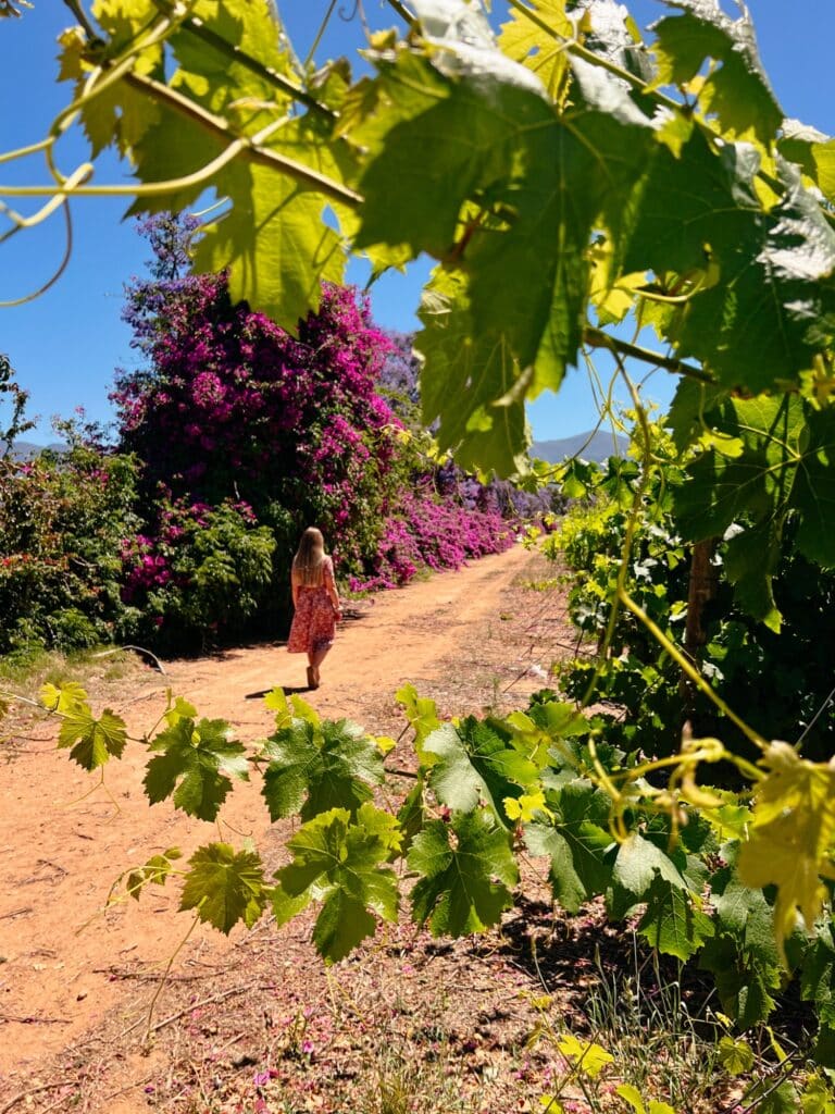 Rietvallei Wine Estate, Robertson, Weingüter Südafrika, Route 62, Südafrika