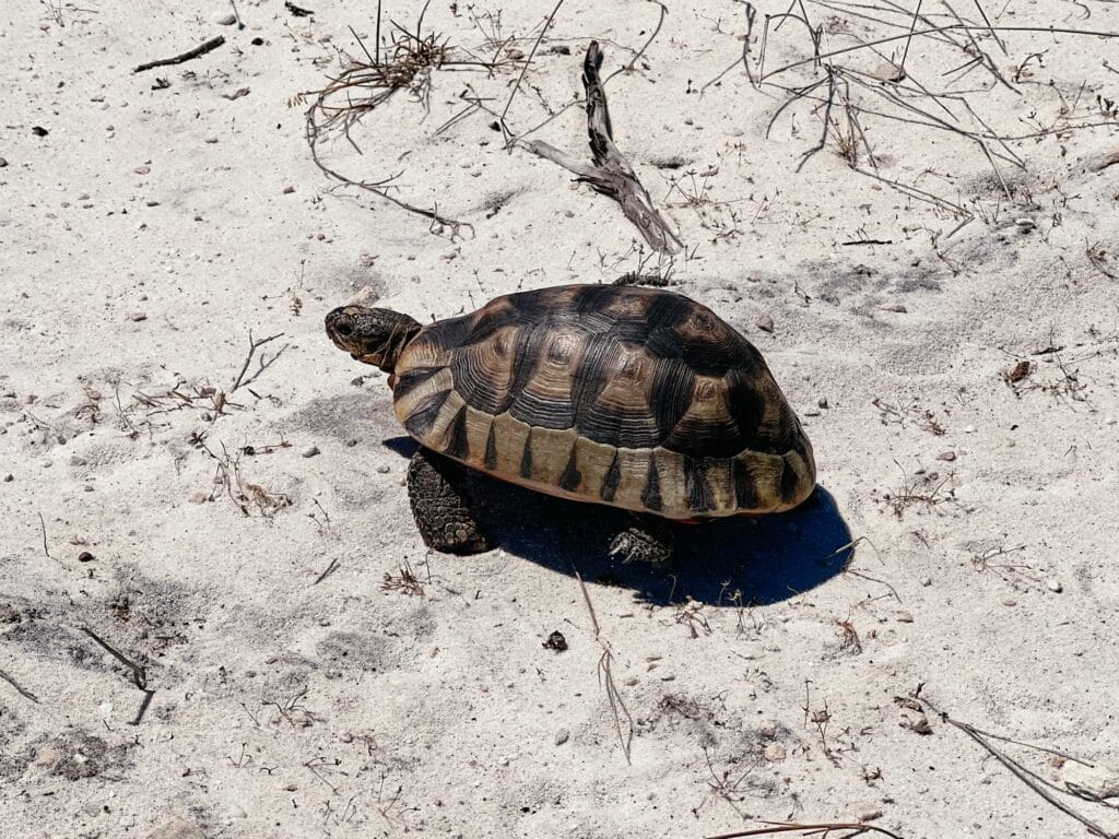 Cape Point Nature Reserve, Kap der Guten Hoffnung, Südafrika