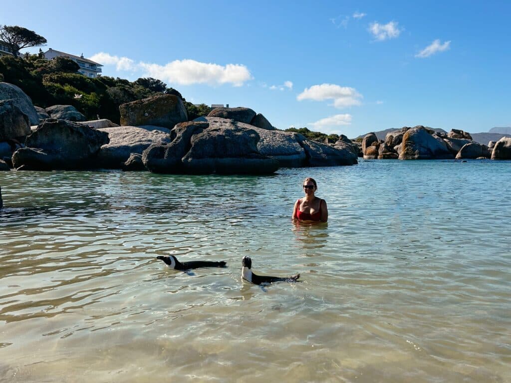Boulder's Beach Pinguine, Kap Halbinsel, Südafrika