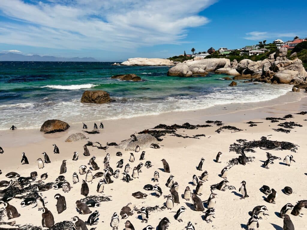 Boulder's Beach, Pinguine in Südafrika, Kap Halbinsel