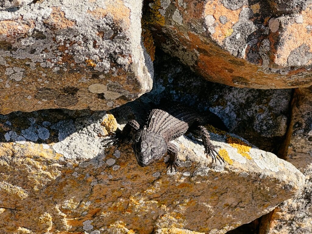 Kap der Guten Hoffnung, Cape Point Nature Reserve, Kap Halbinsel, Südafrika