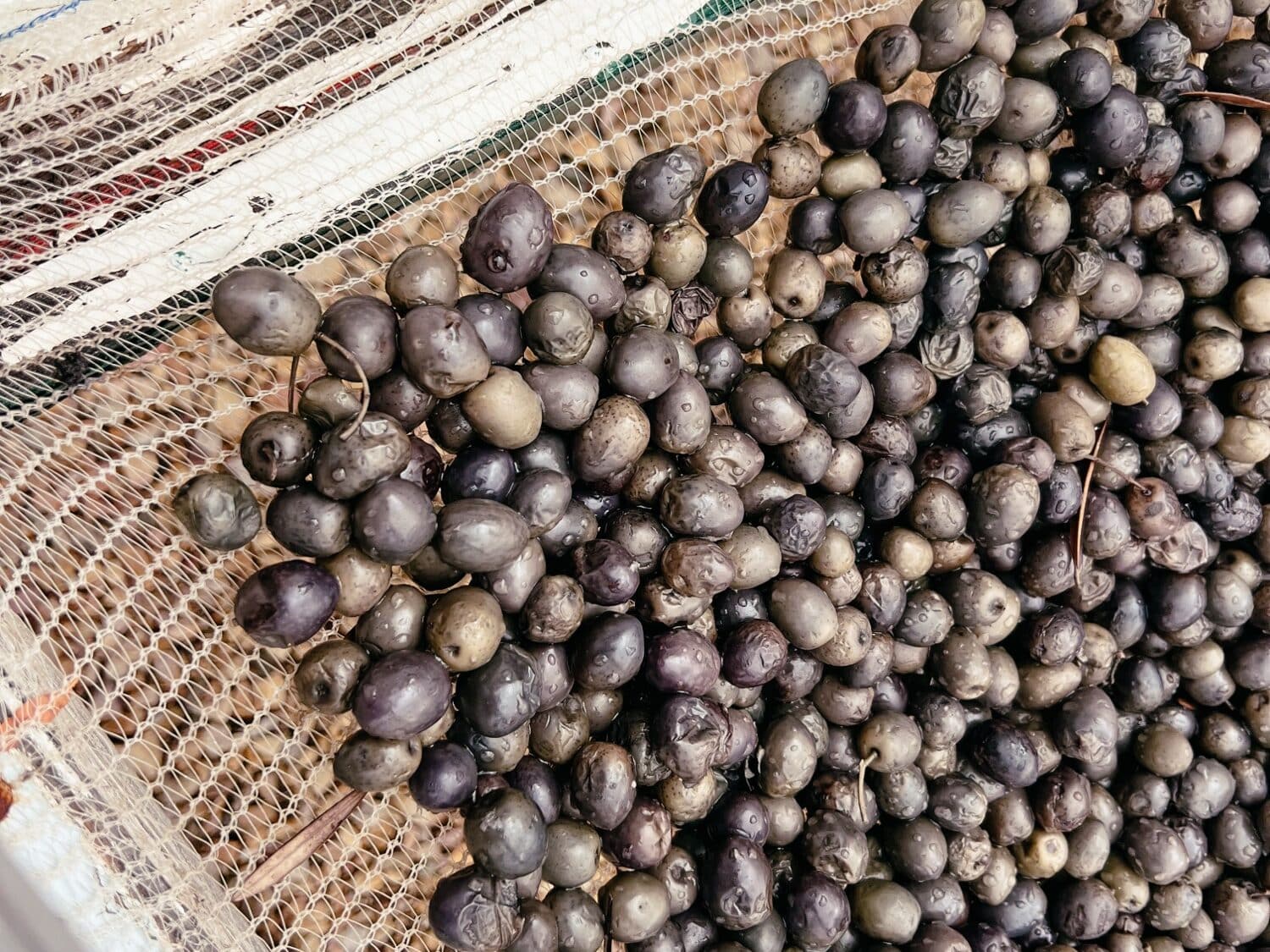 Kredouw Olive Estate, Prince Albert Sehenswürdigkeiten, Karoo, Südafrika