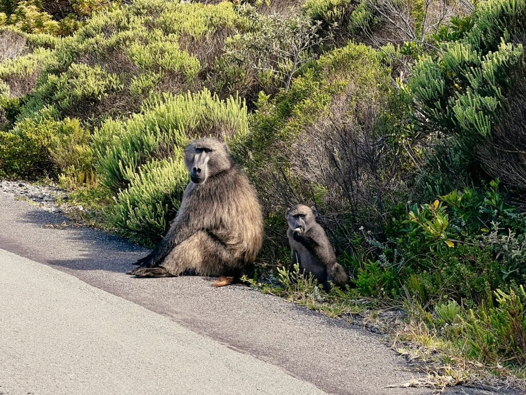 Kap der Guten Hoffnung, Cape Point Nature Reserve, Kap Halbinsel, Südafrika