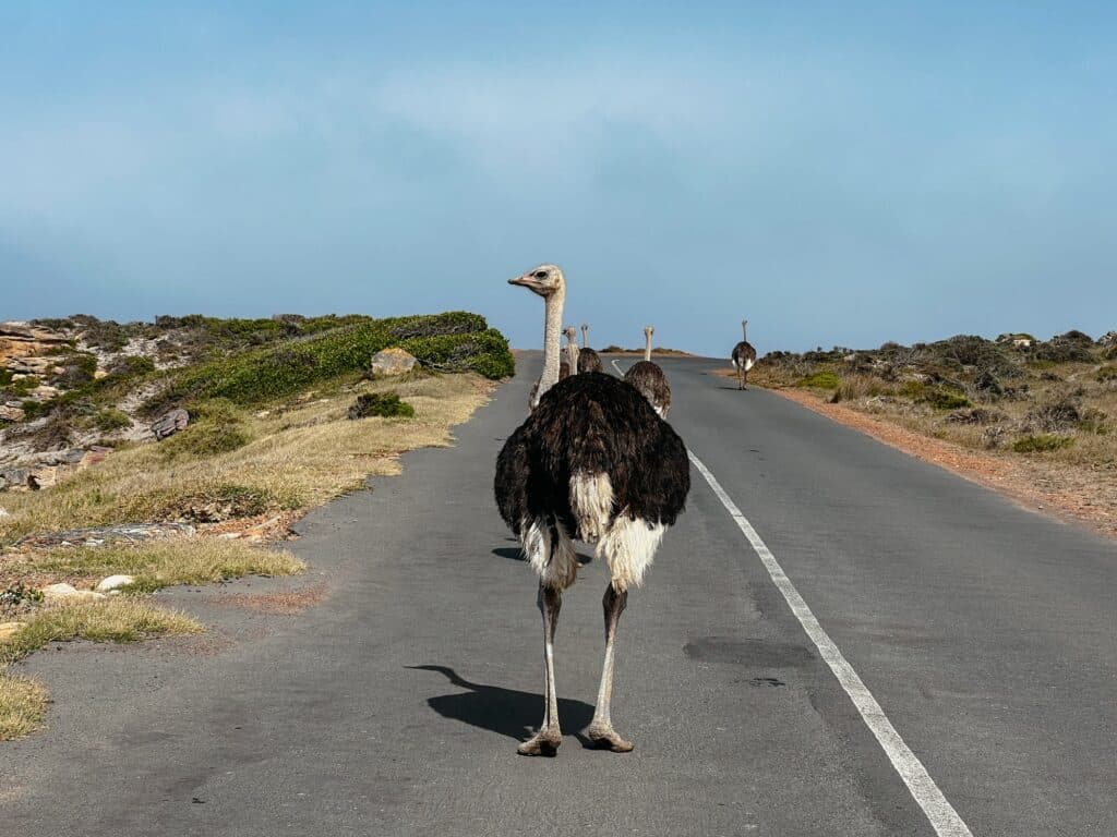 Cape Point Nature Reserve, Kap der Guten Hoffnung, Südafrika
