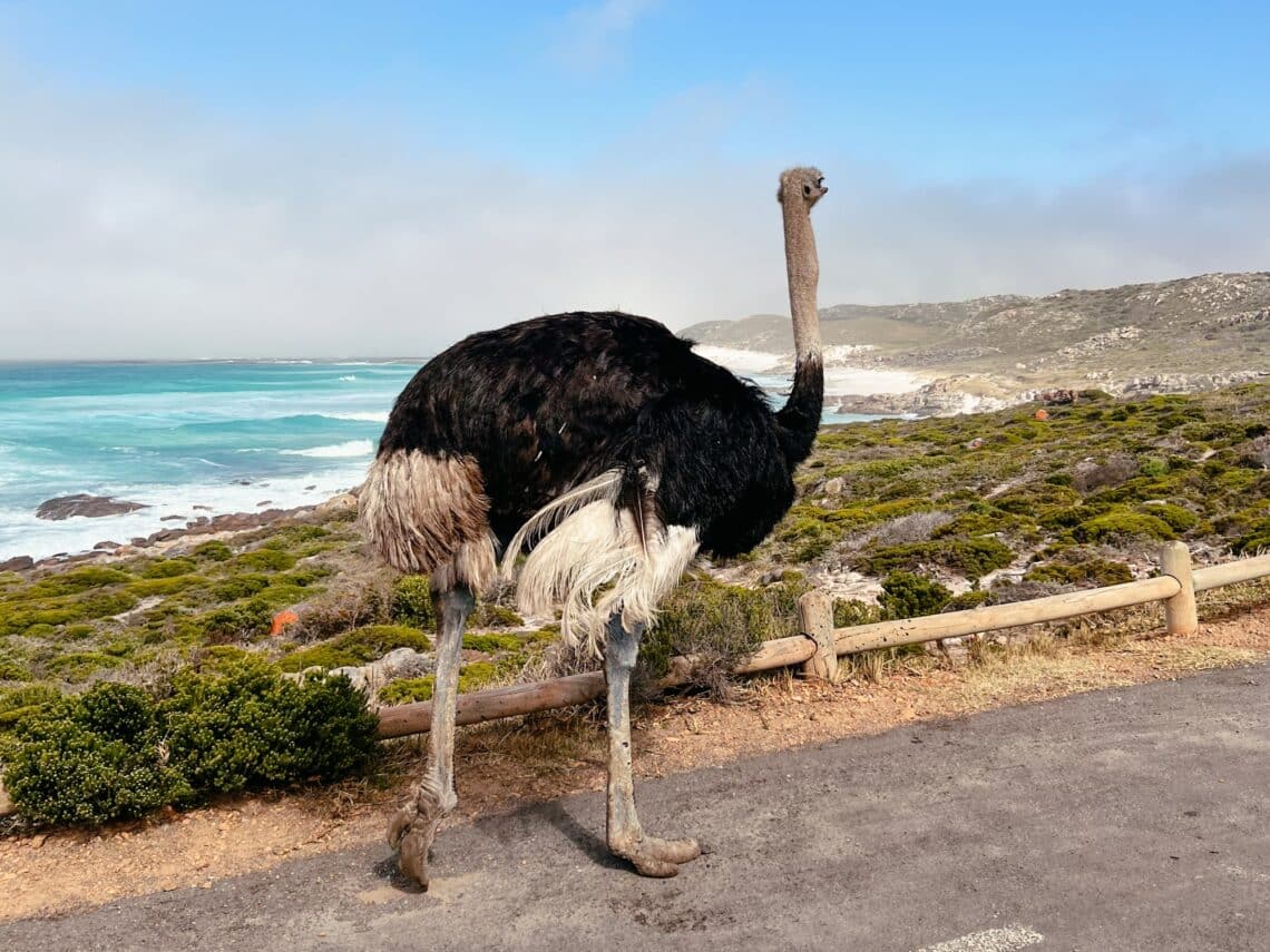 Cape Point National Park, Kap Halbinsel Sehenswürdigkeiten, Südafrika
