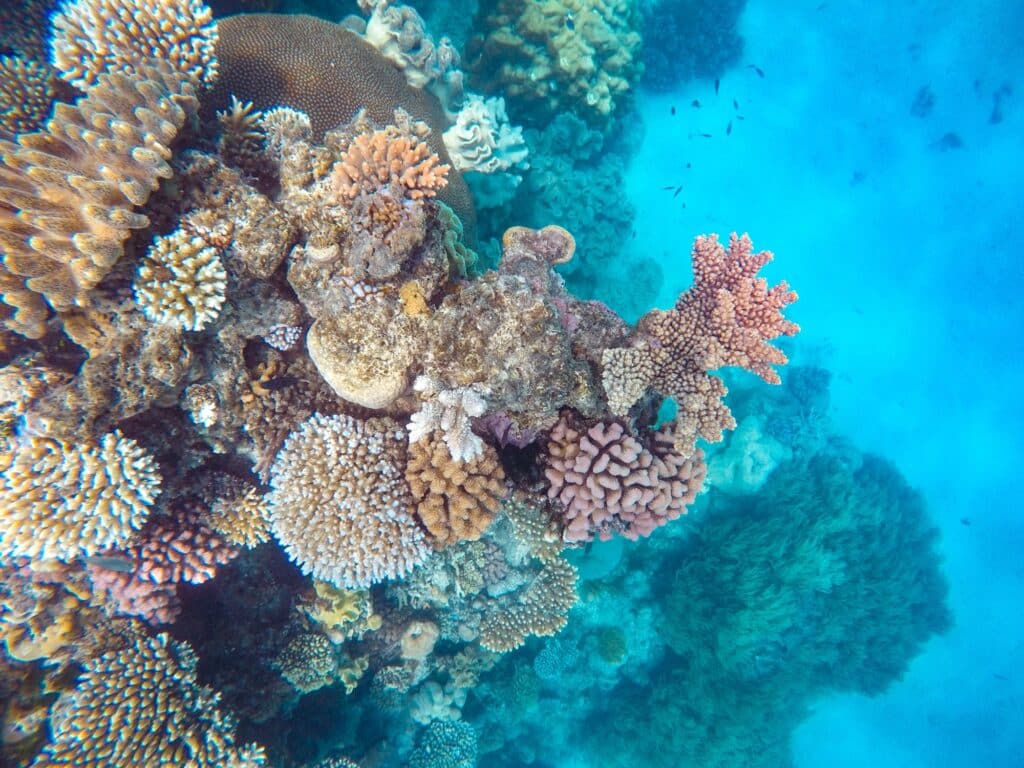 Schnorcheln & Tauchen im Great Barrier Reef in Australien, Opal Reef