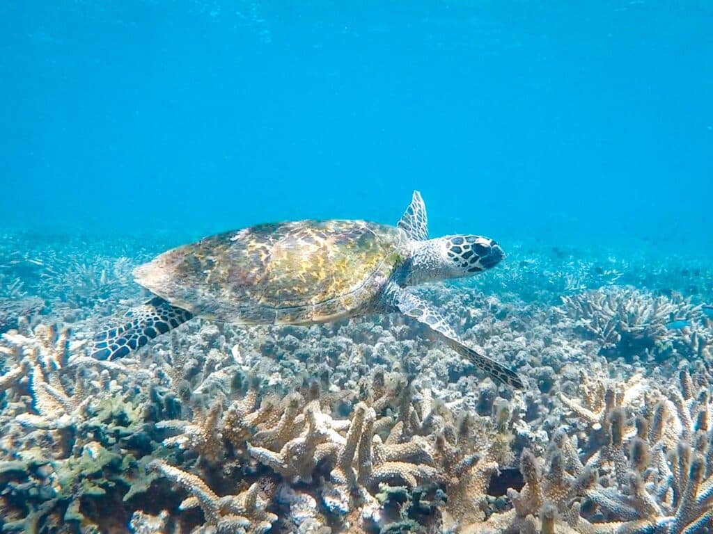 Schnorcheln & Tauchen im Great Barrier Reef in Australien, Great Keppel Island