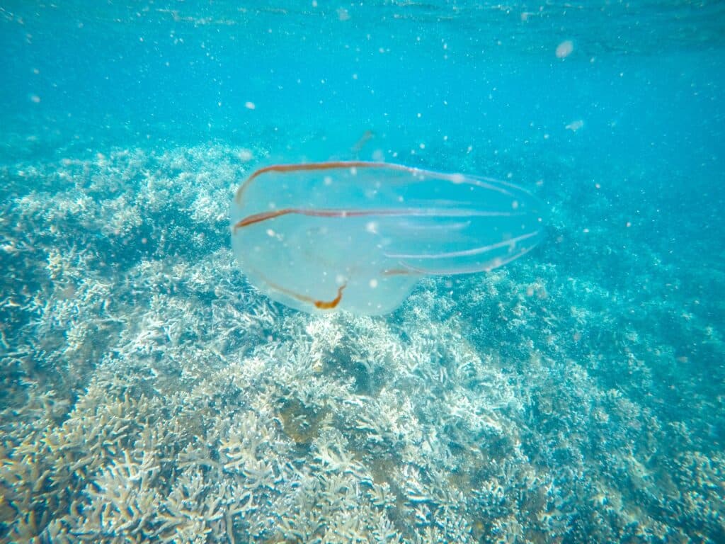 Quallensaison, Schnorcheln & Tauchen im Great Barrier Reef in Australien