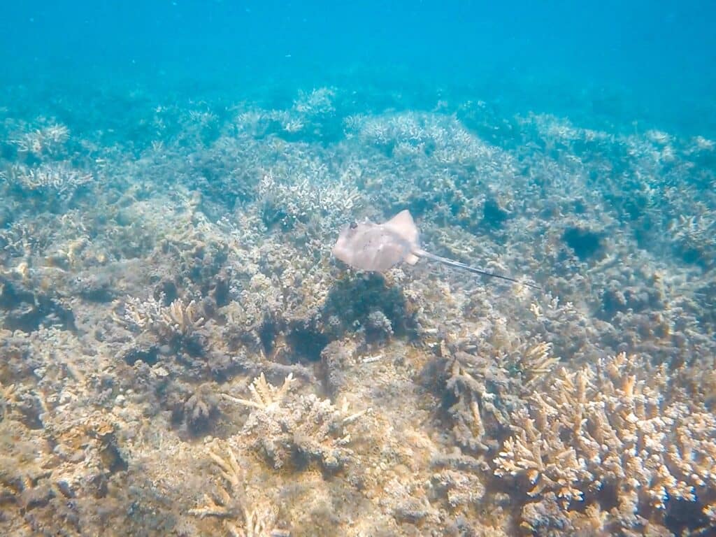 Schnorcheln & Tauchen im Great Barrier Reef in Australien, Great Keppel Island