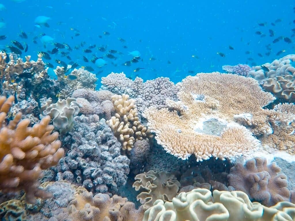Schnorchelausflug Great Barrier Reef, Queensland, Australien