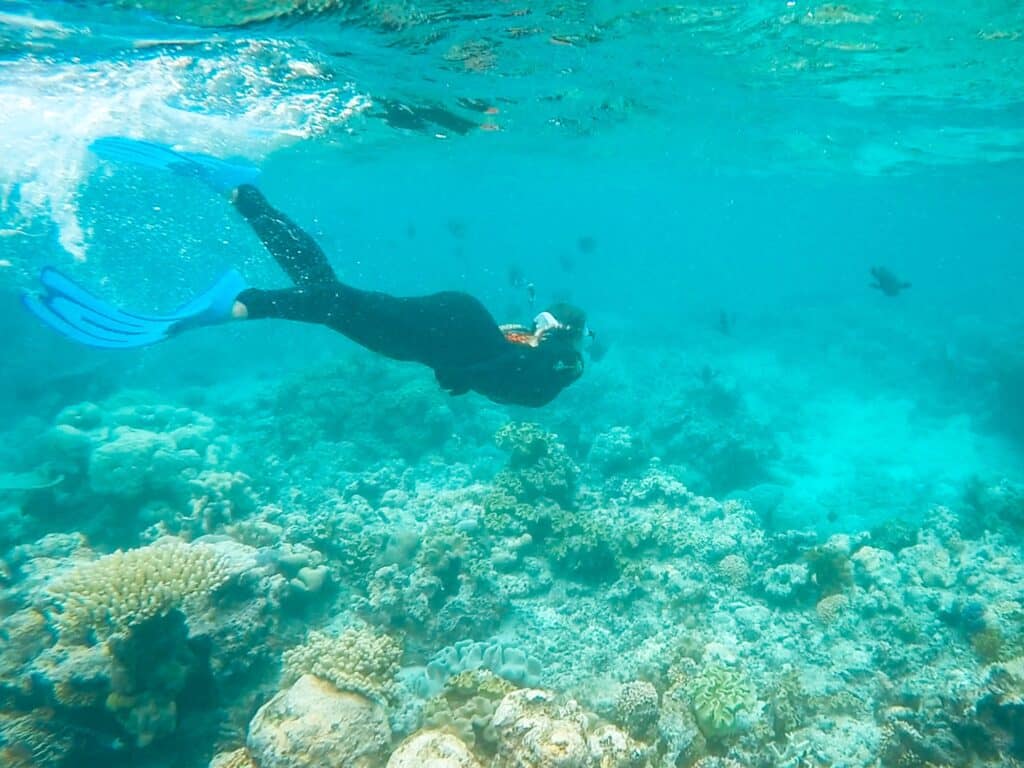 Quallensaison, Schnorcheln & Tauchen im Great Barrier Reef in Australien
