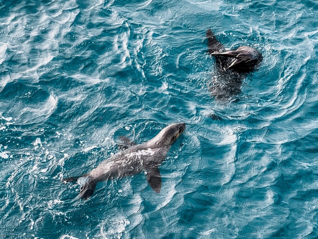 Phillip Island, Victoria, Australien