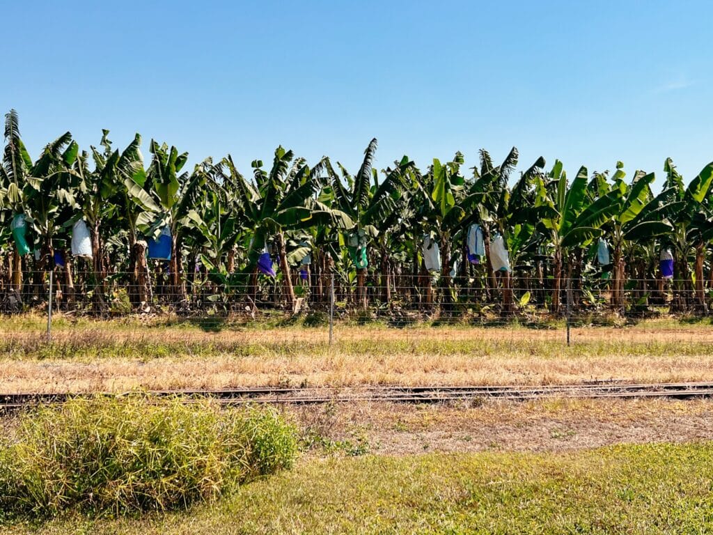 A1 zwischen Mission Beach und Cairns, Bananen am Straßenrand, Australien