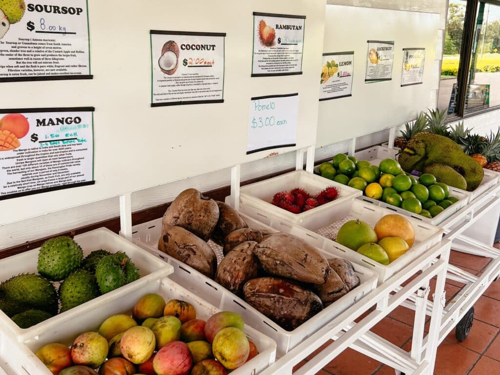 Frosty Mango, Queensland, Ostküste, Australien