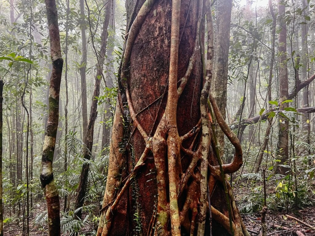 Paluma Range Nationalpark, Queensland, Ostküste, Australien