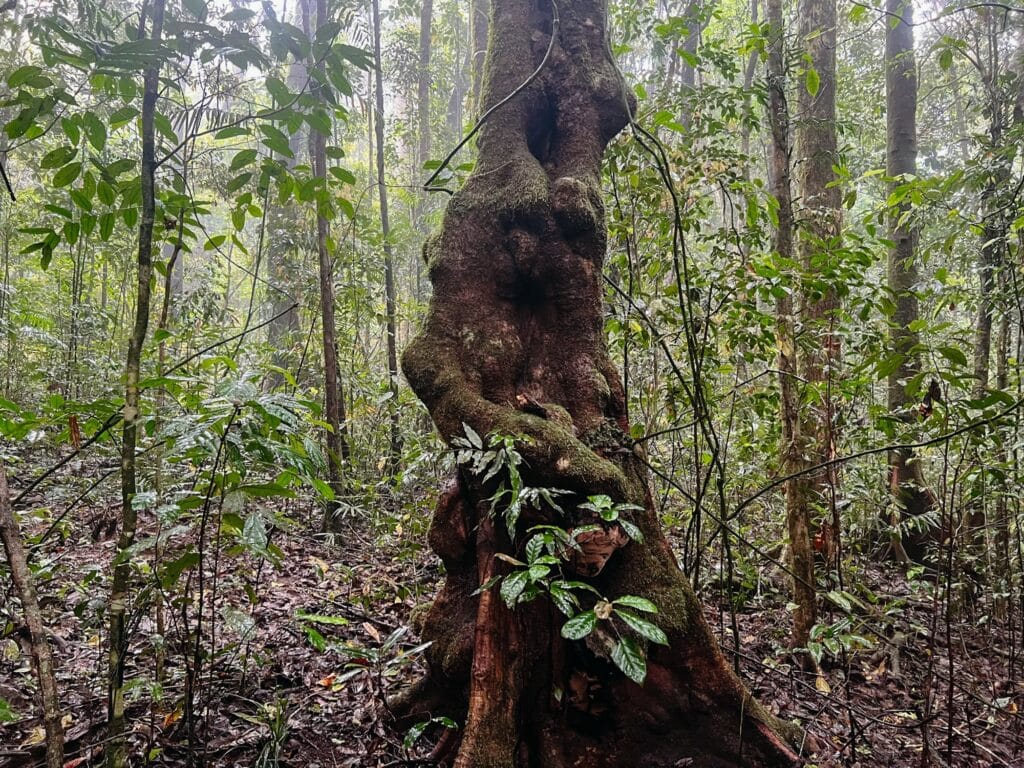 Paluma Range Nationalpark, Queensland, Ostküste, Australien