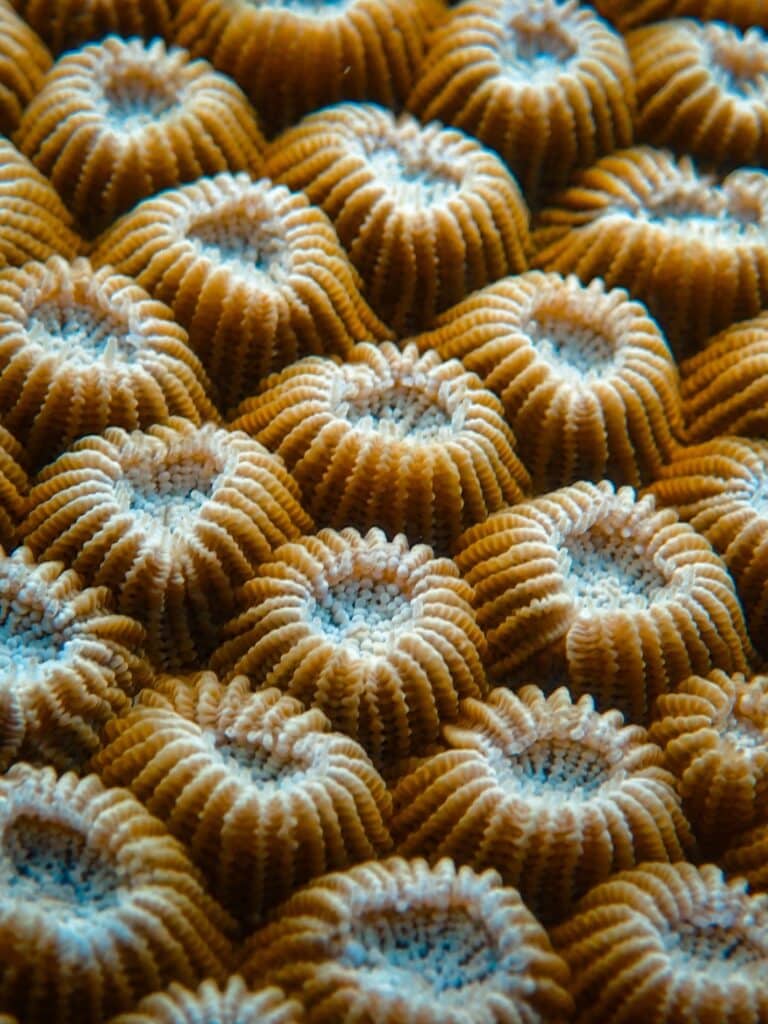 Schnorcheln & Tauchen im Great Barrier Reef in Australien, Opal Reef
