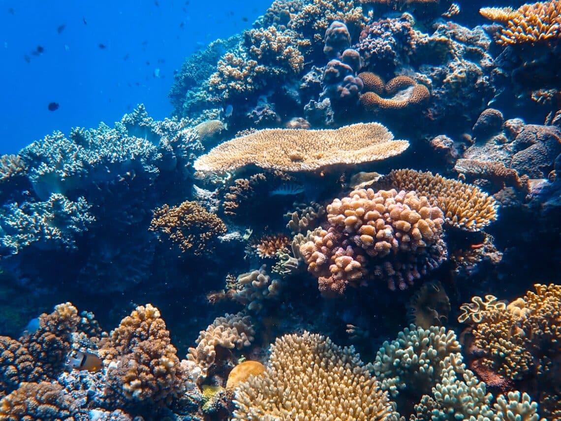 Schnorcheln im Great Barrier Reef in Australien, Opal Reef
