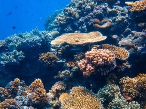 Schnorcheln im Great Barrier Reef in Australien, Opal Reef