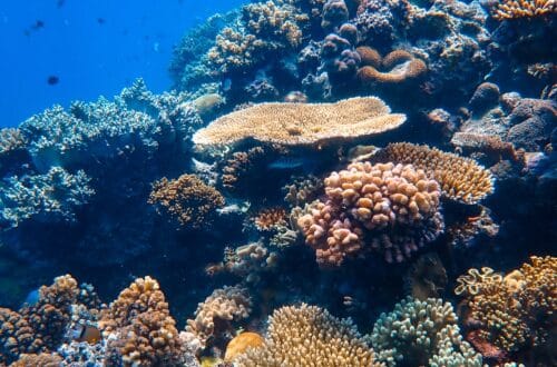 Schnorcheln im Great Barrier Reef in Australien, Opal Reef