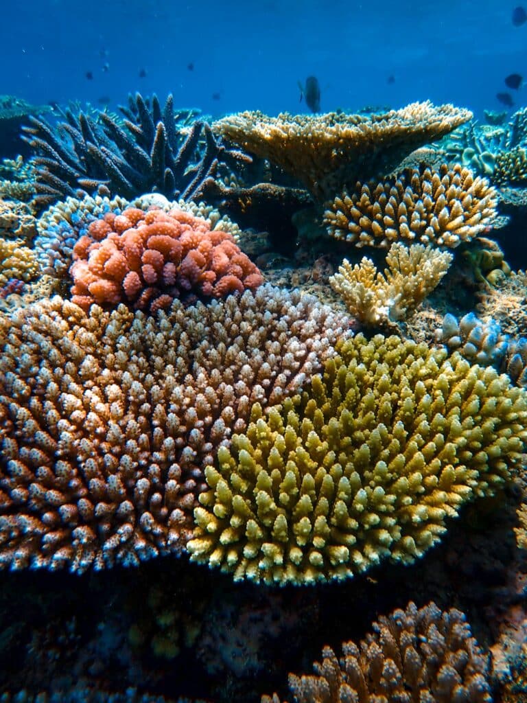 Schnorcheln & Tauchen im Great Barrier Reef in Australien, Opal Reef