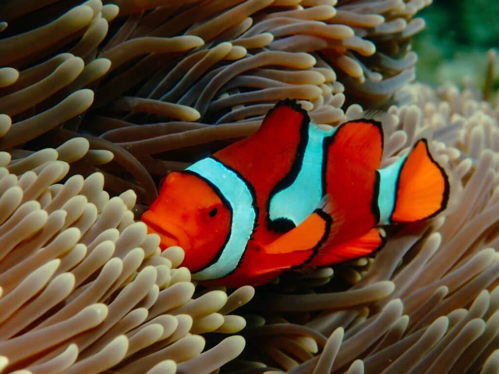 Schnorcheln & Tauchen im Great Barrier Reef in Australien, Opal Reef