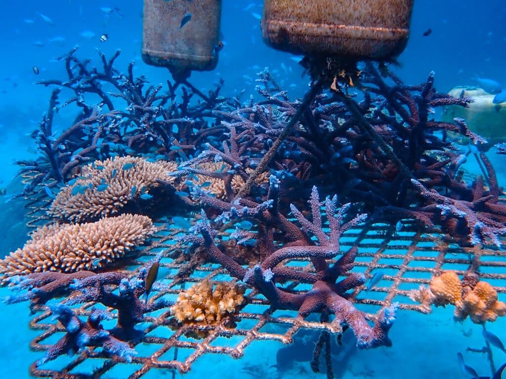 Schnorcheln & Tauchen im Great Barrier Reef in Australien, Opal Reef