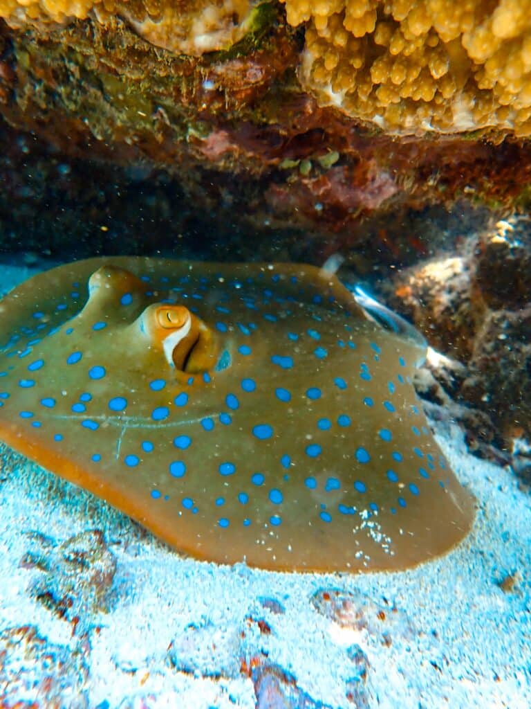 Schnorcheln & Tauchen im Great Barrier Reef in Australien, Opal Reef
