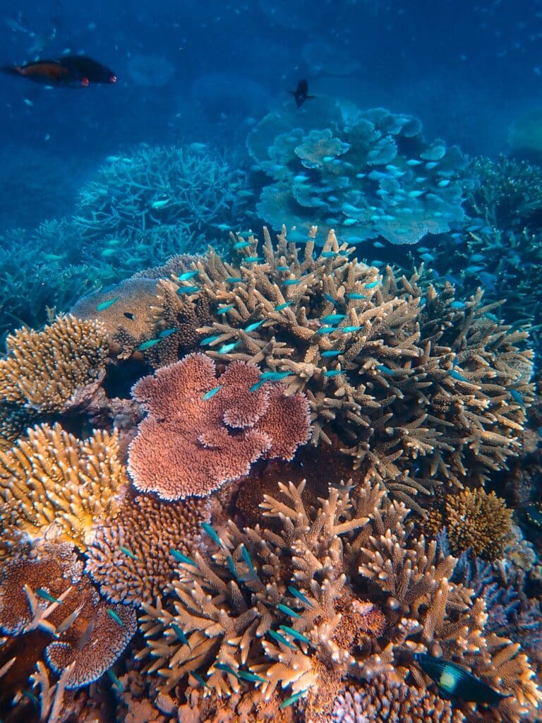 Schnorcheln & Tauchen im Great Barrier Reef in Australien, Opal Reef