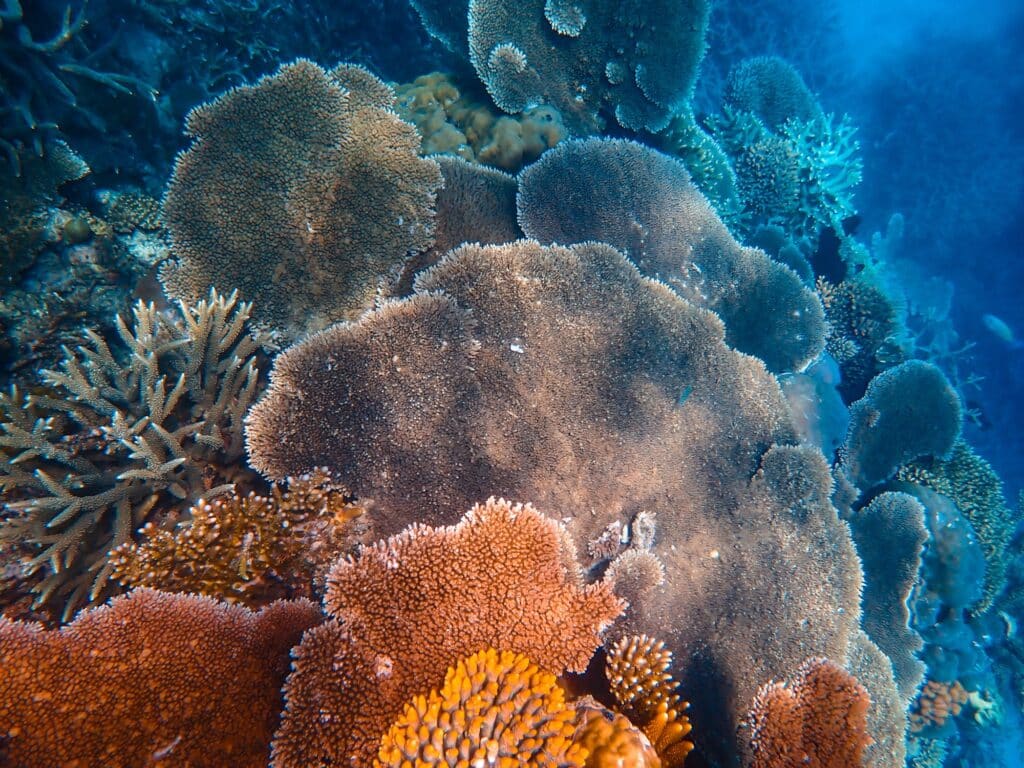 Schnorcheln & Tauchen im Great Barrier Reef in Australien, Opal Reef