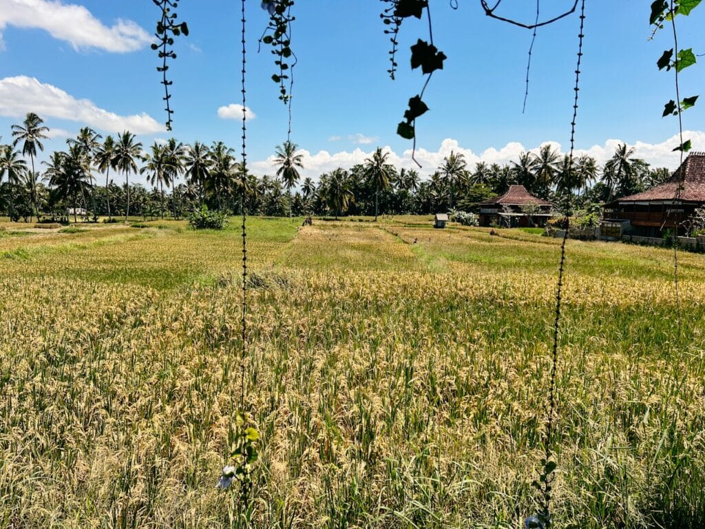 Bali im April, Reisterrassen leuchten gelb kurz vor der Ernte in Ubud, Bali beste Reisezeit