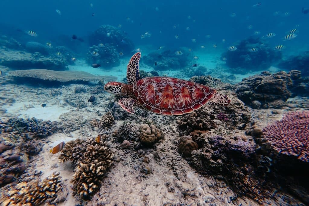 Schnorcheln auf Gili Air bei Lombok, Bali