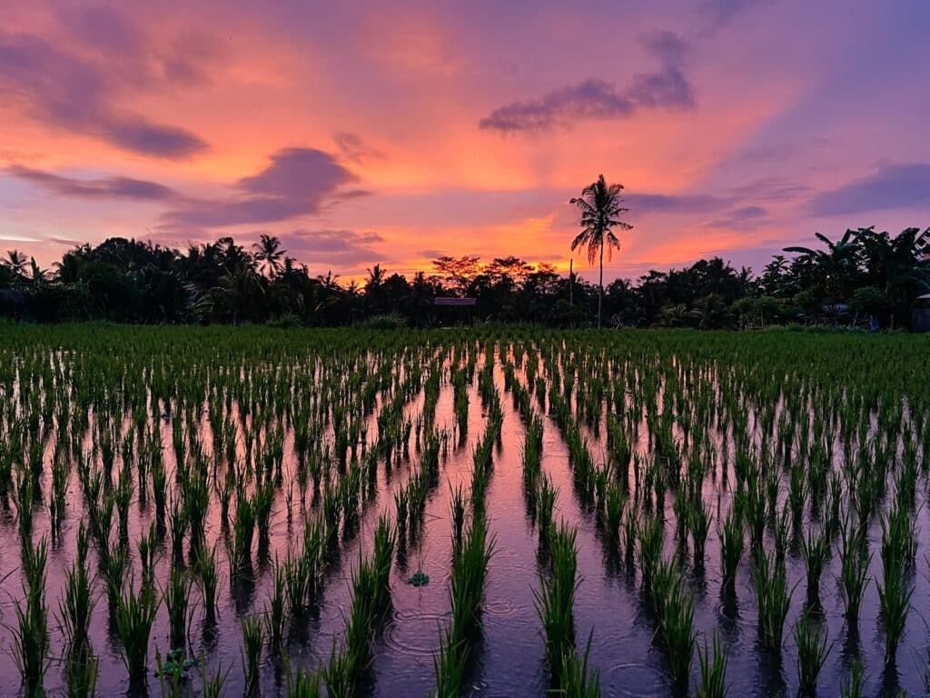 Sonnenuntergang auf Bali im April in Ubud, Beste Reisezeit Bali