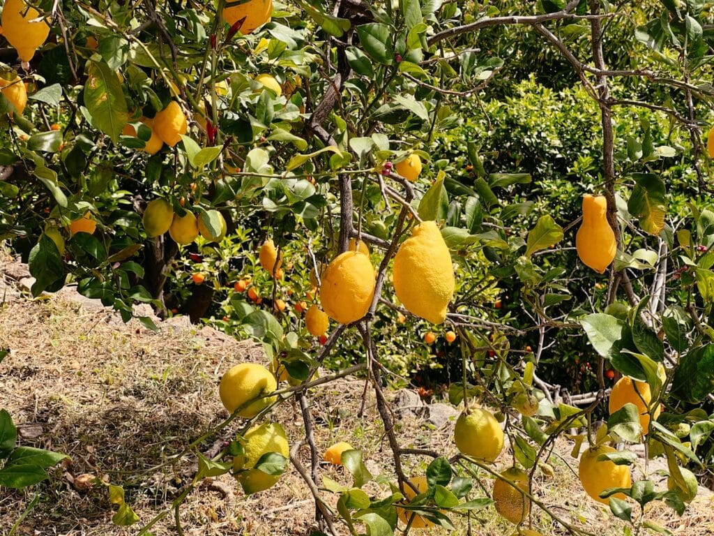 Zitronenbäume und Orangenbäume in Fornalutx Mallorca