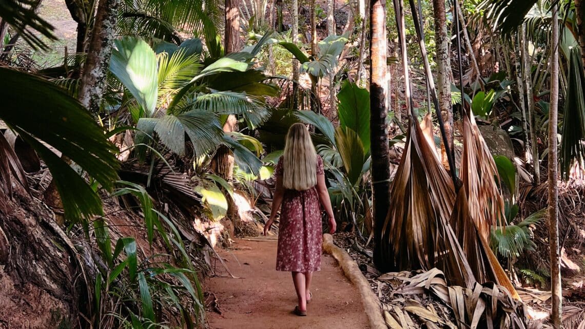 Spaziergang durch das Vallée de Mai auf Praslin, einer der bekanntesten Seychellen Sehenswürdigkeiten, umgeben von tropischem Regenwald und Coco-de-Mer-Palmen
