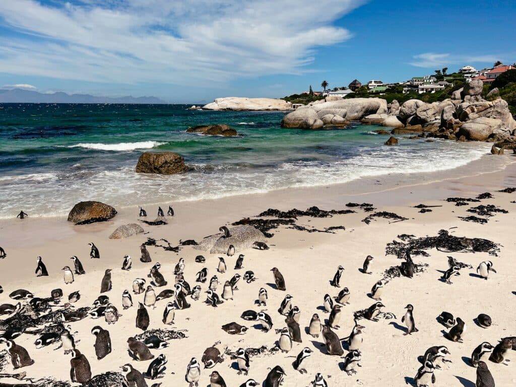Pinguinkolonie am Boulders Beach auf der Kap Halbinsel in Südafrika