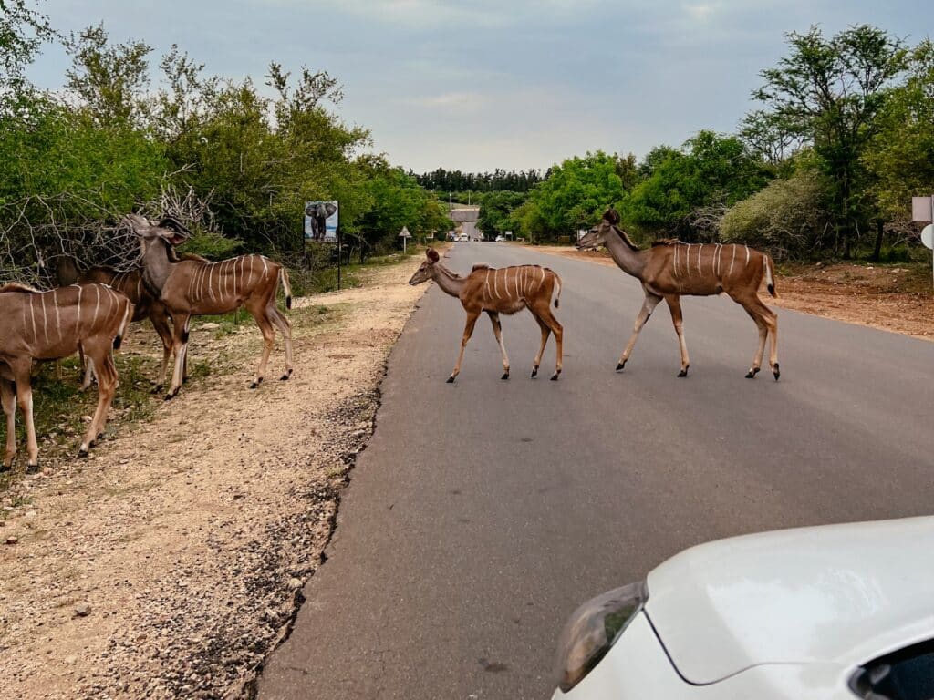 Safari als Selbstfahrer in Südafrika, Kruger Nationalpark