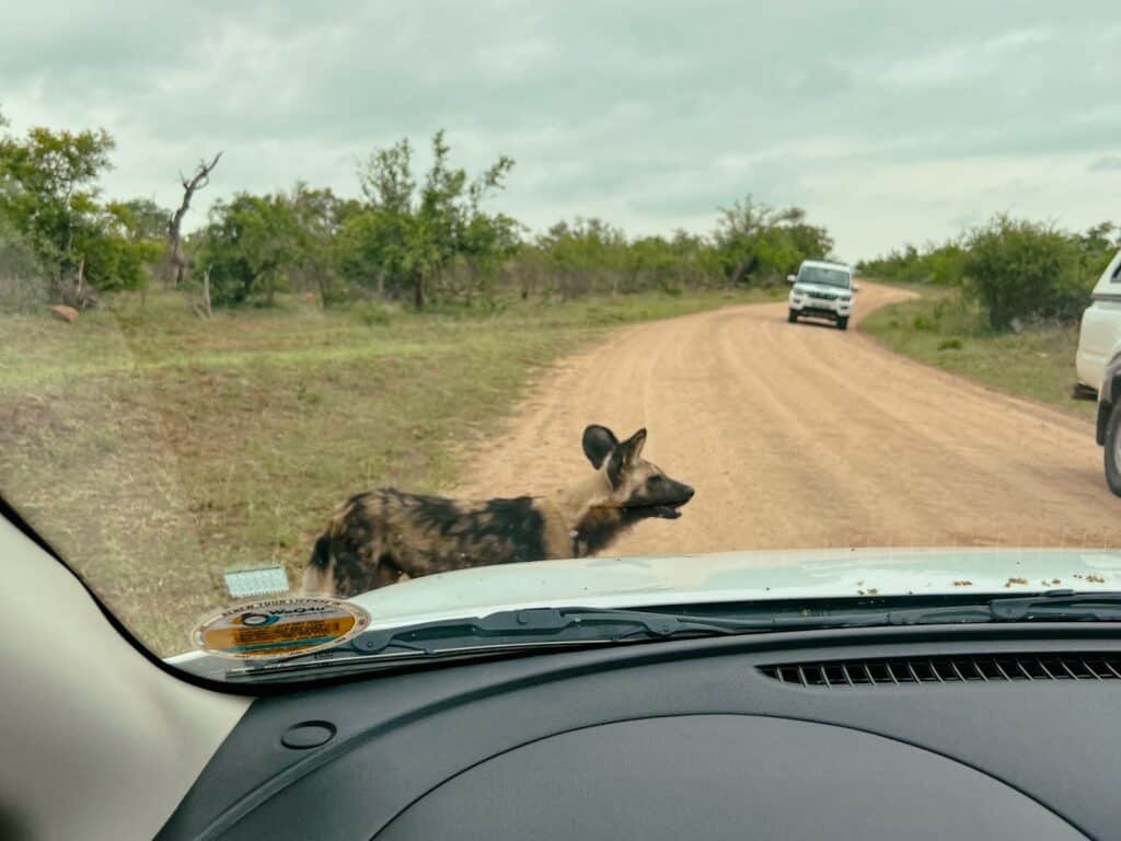 Mit dem Mietwagen im Kruger Nationalpark