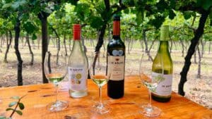 Südafrika Souvenirs: Wein vom Weingut De Kraans in Calitzdorp an der Route 62