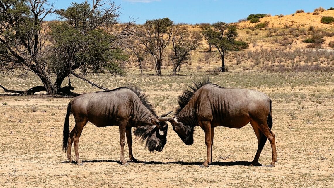 Kgalagadi Transfrontier Nationalpark, Südafrika Nationalparks