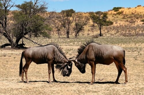 Kgalagadi Transfrontier Nationalpark, Südafrika Nationalparks